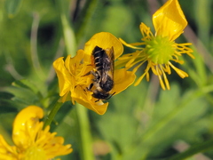 Megachile versicolor