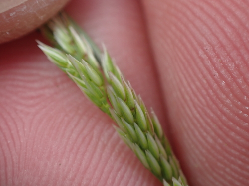 Agrostis aucklandica, 2022-01-06