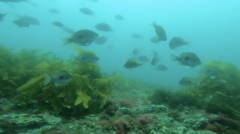 Caesioperca lepidoptera