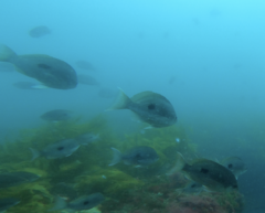 Caesioperca lepidoptera