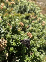 Chrysolarentia bertha