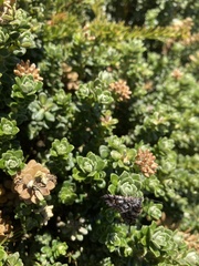 Chrysolarentia bertha