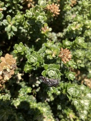 Chrysolarentia bertha