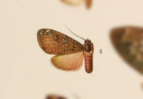 Ochrodota affinis