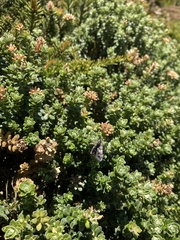 Chrysolarentia bertha