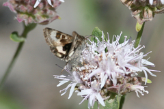 Heliothis oregonica