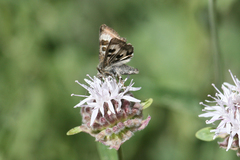 Heliothis oregonica