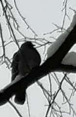 Columba livia domestica