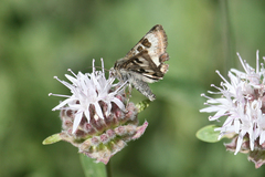 Heliothis oregonica
