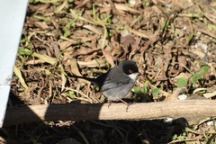 Curruca melanocephala