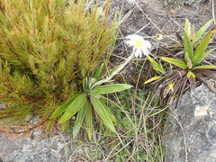 Celmisia spectabilis magnifica