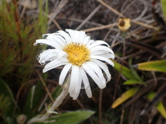 Celmisia spectabilis magnifica