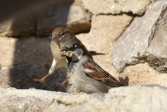 Passer domesticus