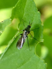 Mycetophilidae