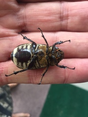 Dermolepida albohirtum