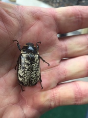 Dermolepida albohirtum