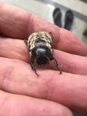 Dermolepida albohirtum