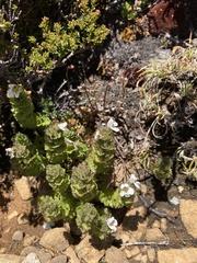 Euphrasia gibbsiae