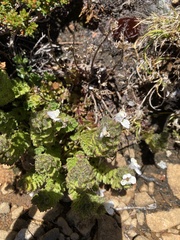 Euphrasia gibbsiae