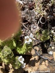 Euphrasia gibbsiae