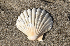 Pecten
