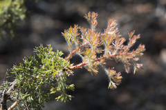 Petrophile serruriae