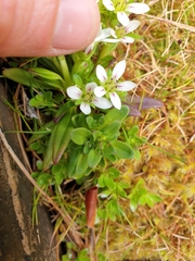 Gentianella concinna