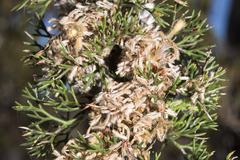 Petrophile serruriae