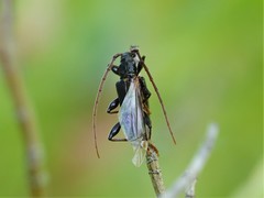 Callidiopis scutellaris