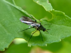 Mycetophilidae