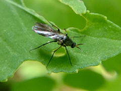 Mycetophilidae