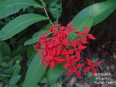 Ixora casei