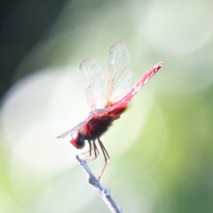 Urothemis signata insignata