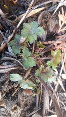 Geranium thunbergii