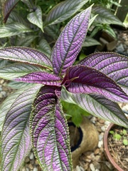 Strobilanthes auriculata