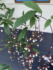 Clerodendrum schmidtii