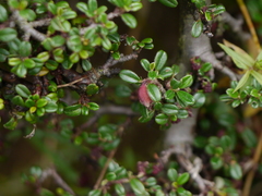 Cotoneaster integrifolius