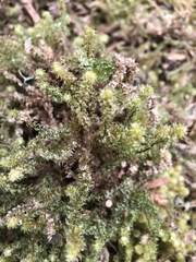 Ptychomnion aciculare