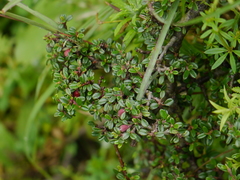 Cotoneaster integrifolius