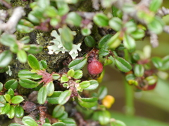 Cotoneaster integrifolius