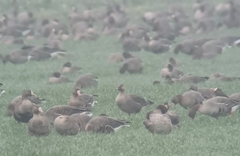 Anser serrirostris rossicus