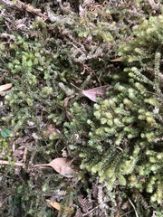 Ptychomnion aciculare