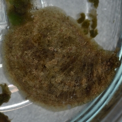 Dolabrifera dolabrifera