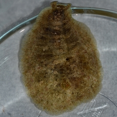 Dolabrifera dolabrifera