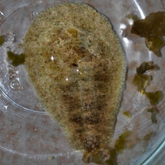 Dolabrifera dolabrifera