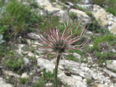 Pulsatilla albana