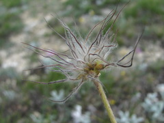Pulsatilla albana