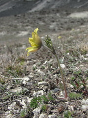 Pulsatilla albana