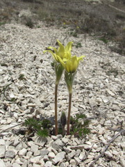 Pulsatilla albana