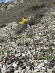 Pulsatilla albana
